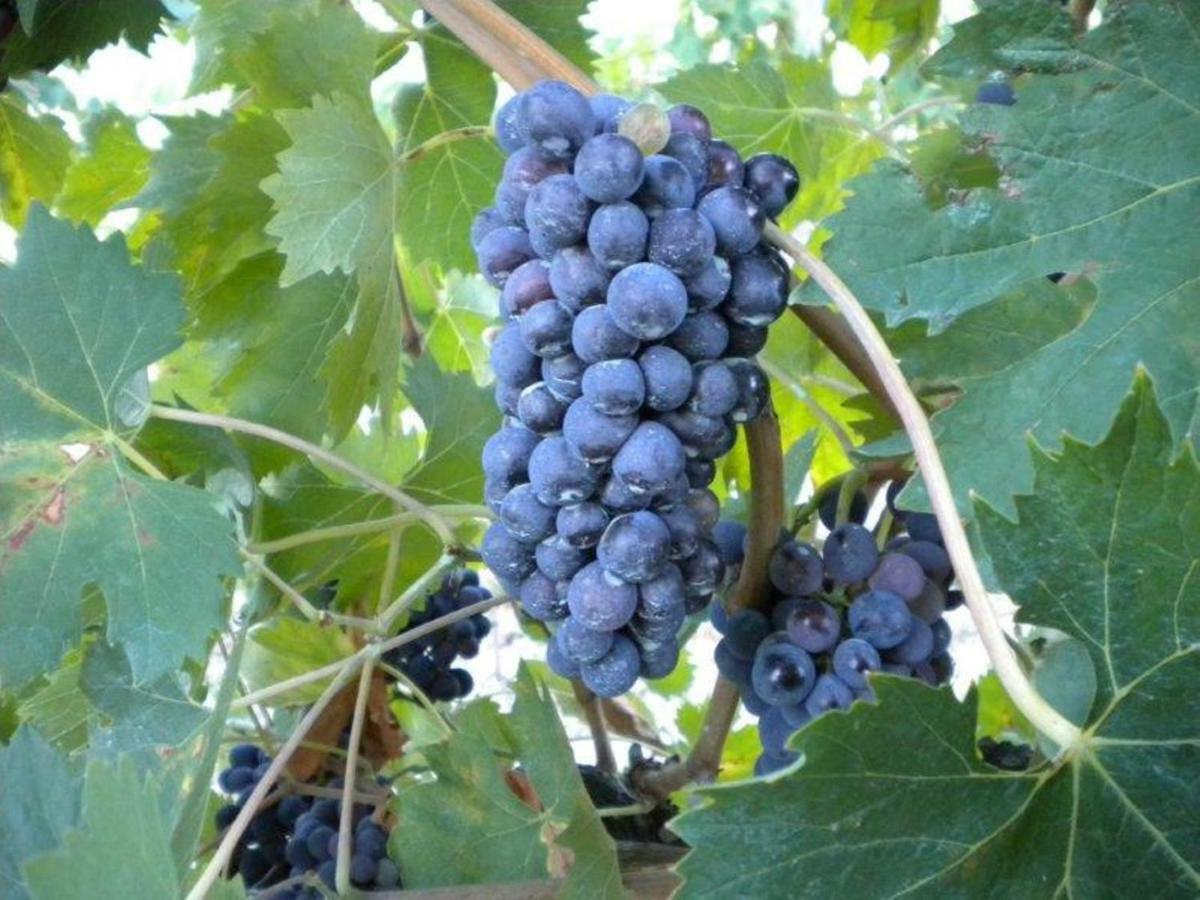 Valfabbrica Agriturismo Il Melo מראה חיצוני תמונה